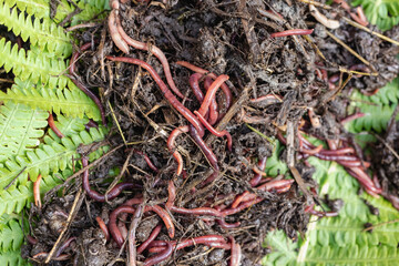 Breeding red worms Dendrobena. Fertile soil. Natural soil improvement. Fishing worms.