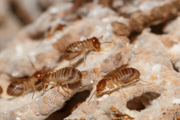 large termites team with walking on a termite nest ,close up