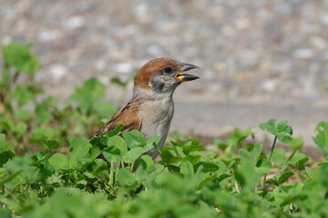 草むらから顔を覗かせる小鳥