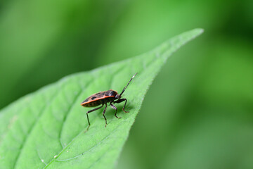 ヒメホシカメムシ（埼玉県/6月）