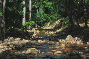 Fototapeta premium Ilsenburg - Sommer im Ilsetal, Niedrigwasser, Sachsen-Anhalt, Deutschland, Europa