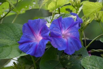Close up of two Blue Morning Glory flowers at full bloom