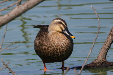 単独行動のカルガモ