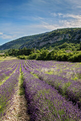 Naklejka na ściany i meble Lavender fields in Provence, South France. Bloom, full blossom, medicinal plants running far away to the mountains. Beutiful summer photo, june, july