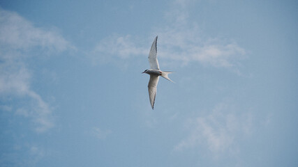 Beautiful flight of the common tern against the blue sky