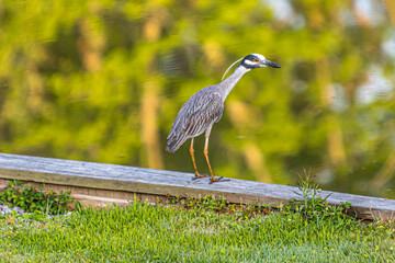 Bird on a bulkhead