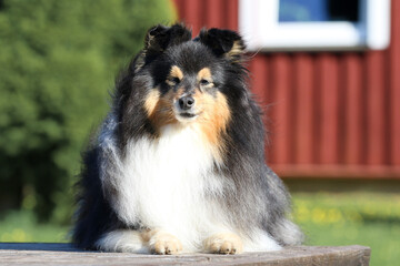 Sweet purebred shetland sheepdogs on outside walk. Cute, smiling fluffy black white tricolor...