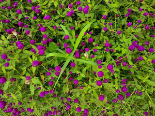 Fototapeta na wymiar Beautiful purple color of Kenob flower or Gomphrena globosa flower. 