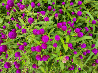 Beautiful purple of globe amaranth flower