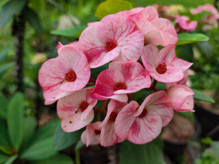 Beautiful pink color of Euphorbia flower
