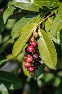 Kirschlobeerstrauch (Prunus Lauocerasus) mit reifenden Fr&uuml;chten, die dem Kaffee &auml;hnlich sind im Garten am Tag	