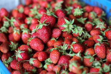 Ripe garden strawberries in a basket, blurred background