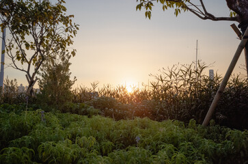 sunset in the field