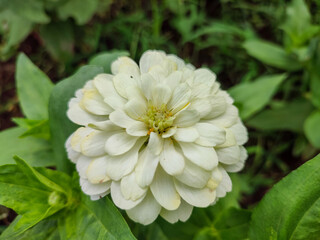 Beautiful white color of Bunga kertas or Zinnia elegans. 