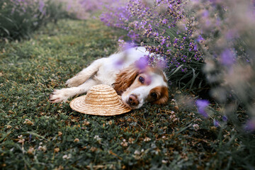 spaniel dog in the lavender field