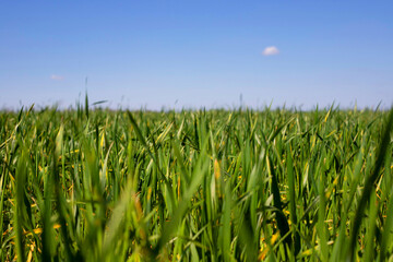 Close up green wheat field at sunny day. Concept of agriculture