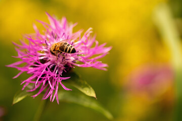 Macro image of honey bee pollinate flower in the summer meadow. Copy space for design.