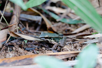 Inconspicuous edible frog, , hiding below a green leaf . Camouflaged wild animal merging with the environment. Amphibian