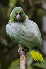 Mealy Parrot. Amazona farinosa