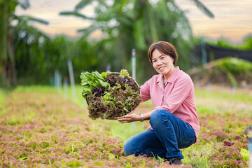 Asian female farmer with a basket of fresh vegetables ( Red oak, Green oak, Green cos ) sitting along her field and Red oak lettuce vegetable plot. Beautiful morning sun lighting on background.