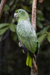 Mealy Parrot. Amazona farinosa