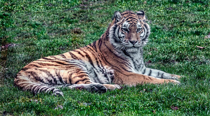 Siberian tiger on the lawn. Latin name - Panthera tigris altaica