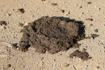 Cape buffalo (Syncerus caffer) feces showing the charactersitic flat 