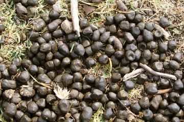 Fecal pellets from the Boer goat