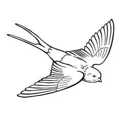 Flying swallow. Hand drawn illustration converted to vector.