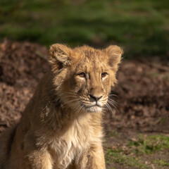 Lionceau