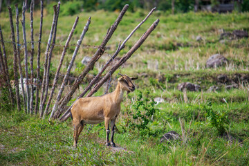 A goat is looking for food in a rice field, Aceh, Indonesia.