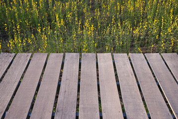 Wooden floor and sunhemp flowers in the field