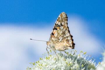 Butterfly on blossom flower in green nature.