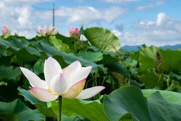 夏のハスの群生地を散歩　白い大きなハスの花