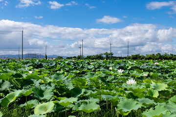 夏のハスの群生地を散歩