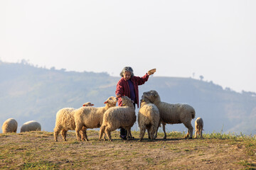senior woman with her sheeps in field on mountain farmland, She feeding and playing with lovely sheeps at morning of the day