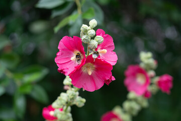 Pink flower with a bee inside. Inside the flower sits a bumblebee covered in yellow flower pollen.