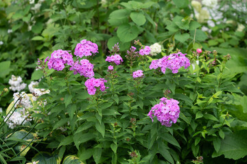 Hydrangea changeable large-leaved. Wild-growing bush.