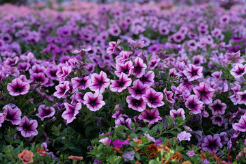 A lot of beautiful  flowers on the grass.