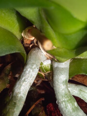 Vertical view of mealybug on orchid roots, close up.