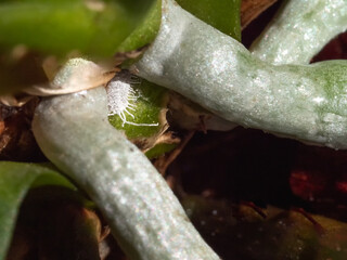 Selective focus of mealybug on orchid roots, close up