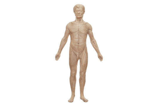Model for studying male anatomy