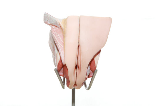 female internal genitalia medical model