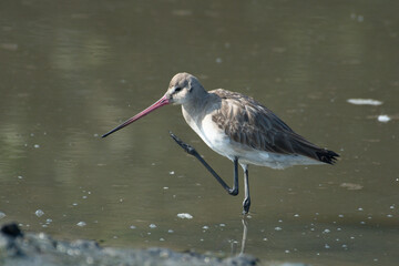A black-tailed godwit (Limosa limosa)  seen in the wetlands near Airoli in New Bombay in Maharashtra, India