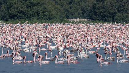 A huge flock of greater flamingo (Phoenicopterus roseus) seen in the wetlands near Airoli in New Bombay in Maharashtra, India