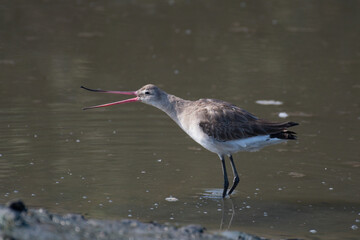 A black-tailed godwit (Limosa limosa)  seen in the wetlands near Airoli in New Bombay in Maharashtra, India