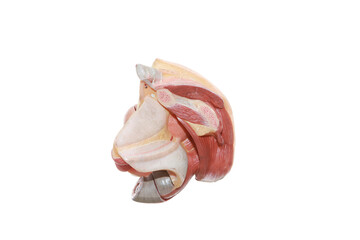 female internal genitalia medical model