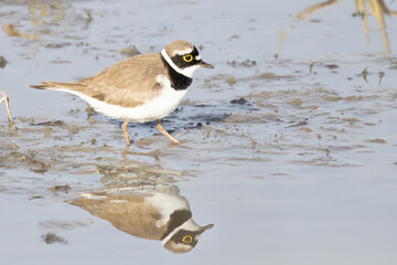 Little Ringed Plover