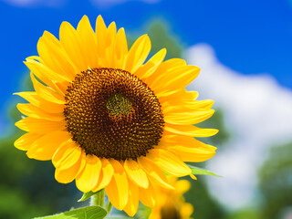 Obraz premium Beautiful yellow sunflower isolated under the blue sky in hot summer, Flower or flora background