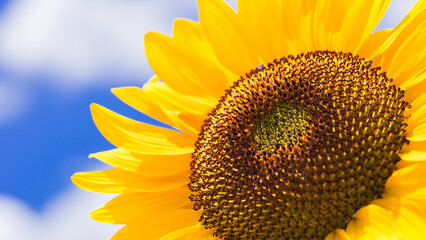 Beautiful yellow sunflower isolated under the blue sky in hot summer, Flower or flora background	